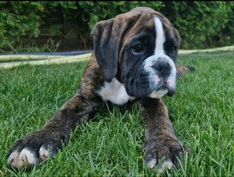 Nemecky boxer s pp - - 2