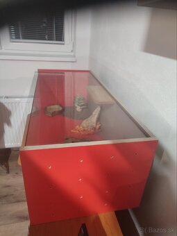 Terarium pre hada - 2
