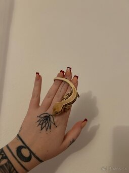 Pagekon Riasnatý - 2