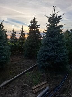 Vianočne stromčeky - 2