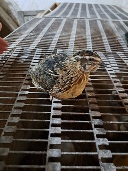 Predám kohútov prepelice japonskej - 2