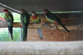 Rozela pestrá - máj 2025 - 2