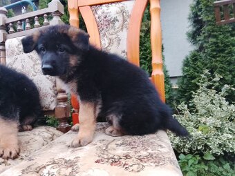 Nemecký ovčiak - 2