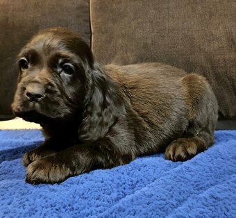 Anglický kokršpaniel - 2