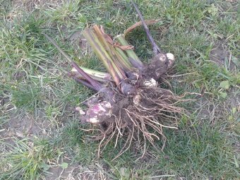 ORANŽOVÁ KANA INDICKÁ - 2