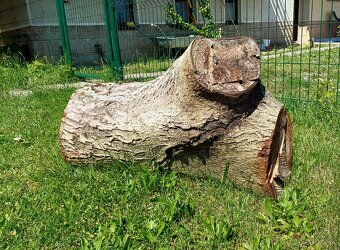 Orechový peň - rezervovane - 2