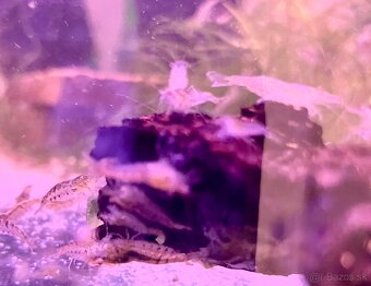 Neocaridina krevetky - 2