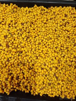 Rakytník  mrazený ,sušený - 2