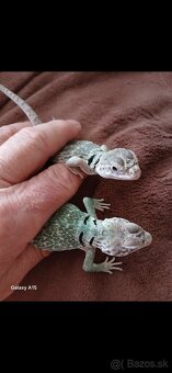 Leguanik obojkovy - 2