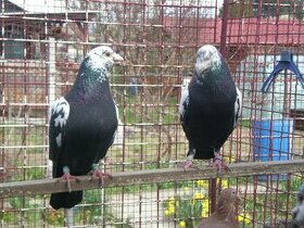 Predám poštové holuby Vangramberen - 2