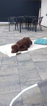 Labrador - 2