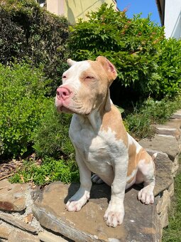 American bully XL - 2