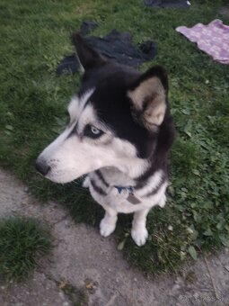 Husky - 2