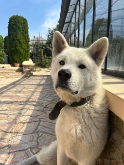 Akita Inu psík - 2