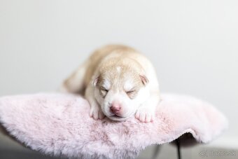 Exkluzívne šteniatko sibírsky husky s PP - 2