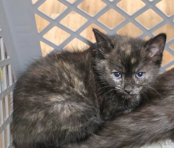 Krásna očkovaná 2-mesačná mačička čaká na adopciu - 2