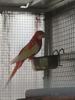 Rozela / Penant - 2