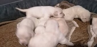 Šteniatka labradora - 2