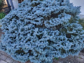 STRIHANIE ZIVEHO PLOTU - 2