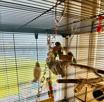 Agapornisy + klietka - 2