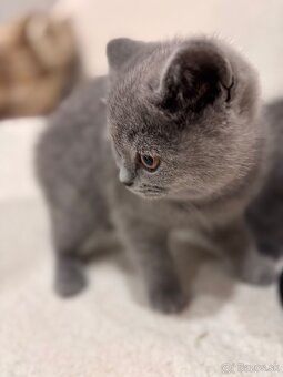 Britské maciatka - 2