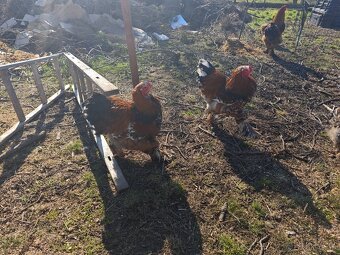 Kohúty Brahamn Splash a Liliput millefleur - 2