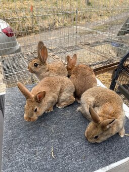 Burgundský x VSS - 2