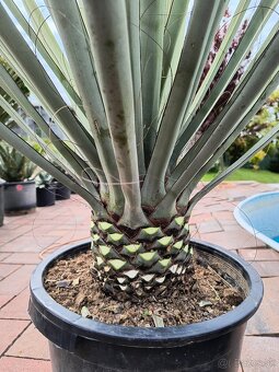 Yucca torreyi silver blue - 2
