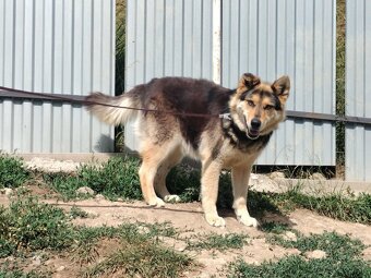Darujem chlpatú sučku zachránenú z reťaze - ovčiak / husky - 2
