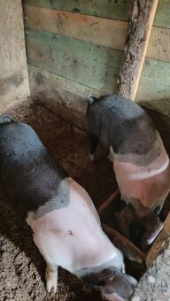 Predám plešticke prasatá Váha 70kg do 80kg - 2