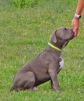 Pejsek American bully XL s PP - 2
