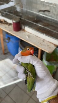 Agapornis fisher - 2