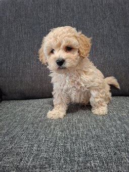Maltipoo - 2