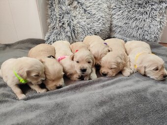 Zlatý Retriever - 2