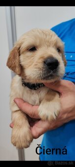 Zlatý Retriever - 2