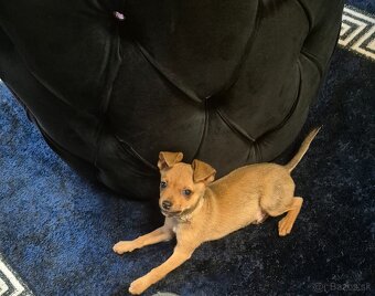 Predam Kríženec čivava - 2