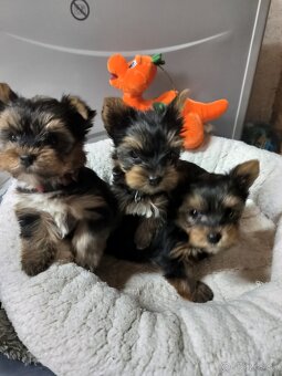 Yorkshirsky teriér - 2