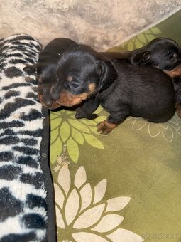 Jazvečík trpaslíči - 2