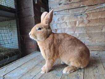 Burgundsky králik - 2