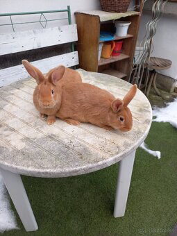 Burgundsky kralik - 2