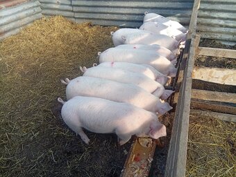 Predám odstavčata 25kg - 2