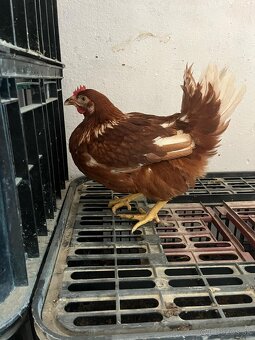 Mládky,nosnice, kurčata - 2