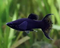 Black Molly - Poecilia sphenops, 3 varianty - 2