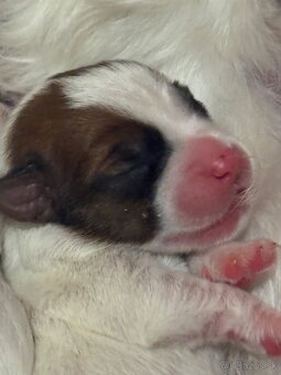 Jack Russell teriér - 2