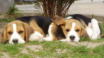 Bigel, bigl, beagle s PP - 2