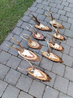 Srnčie trofeje parohy parozie - 2