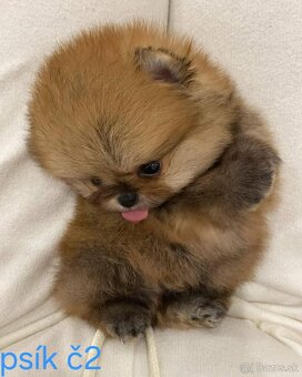 Pomeranian mini - 2