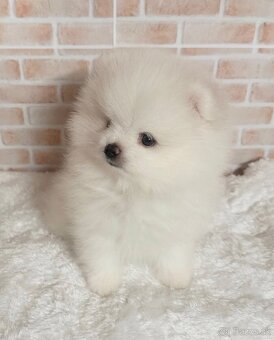 Pomeranian chlapček - 2