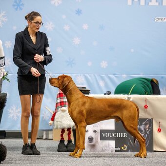 Rhodesian Ridgeback s preukazom pôvodu - 2