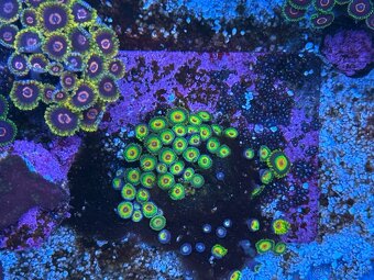 Zoanthus Rasta 10+ polypov - 2